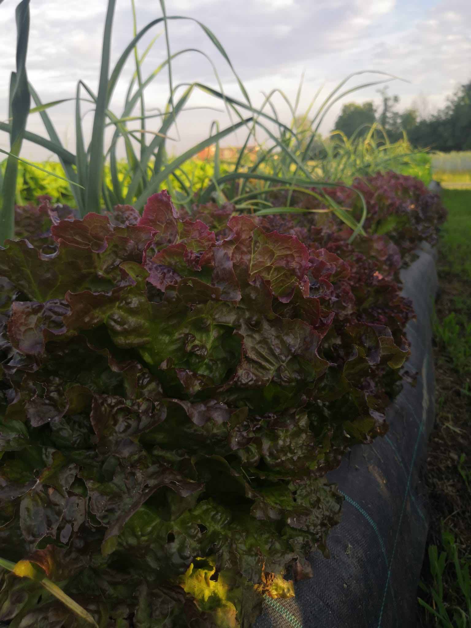 Insalata km zero